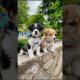 Cute Puppies Playing Around #puppy #cute #pets #funny #dog #viral #shorts