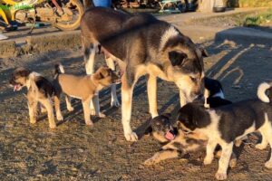 Cute Puppies Playing Beside Their Mama Dog – So Adorable! 🐶💕| Cute Puppy Videos.
