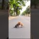 Cute Puppies Playing Funny Video #puppy #cute #dog #pets #funny #viral #shorts