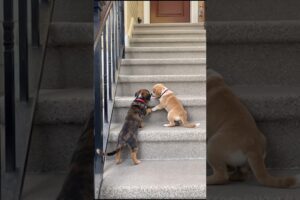 Cute Puppies Playing On The Stairs #puppy #cute #dog #pets #funny #viral #shorts