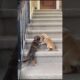 Cute Puppies Playing On The Stairs #puppy #cute #dog #pets #funny #viral #shorts