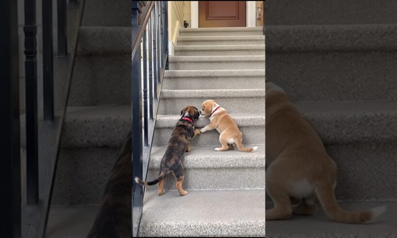 Cute Puppies Playing On The Stairs #puppy #cute #dog #pets #funny #viral #shorts