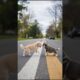 Cute Puppies Playing Video #puppy #cute #pets #funny #dog #viral #shorts