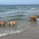 Cute Puppies Playing on the Beach | Running, Swimming and Having Fun -Cute Puppy Videos.