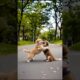 Cute Puppies Romancing Video #puppy #cute #dog #pets #funny #viral #shorts