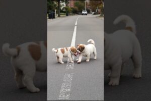Cute Puppies Will Melt Your Heart #puppy #cute #dog #pets #funny #viral #shorts