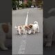 Cute Puppies Will Melt Your Heart #puppy #cute #dog #pets #funny #viral #shorts