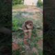 Cute Puppies #frenchbulldog #puppy #cute #frenchie #cutedog #dog #viralvideo
