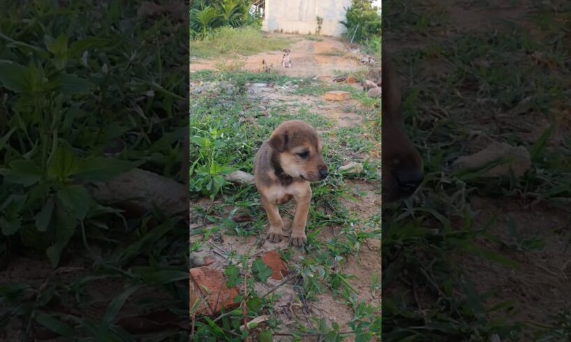 Cute Puppies #frenchbulldog #puppy #cute #frenchie #cutedog #dog #viralvideo