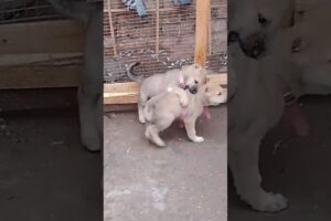 Cute Puppy Fight 🐶💖 | Funny Baby Dogs Playing | Cutest Puppies Ever#CutePuppies #DogShorts#FunnyDogs