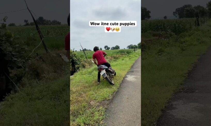 Cute puppies and cats || puppy or cat spotted || cutest dogs || golden retriever dogs #puppy #pets