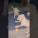 Cute puppies 🐶 | dogs video #shorts