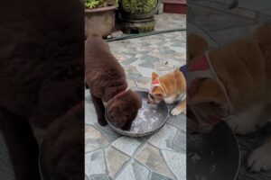 Cute puppies eating favourite food#cute #cuteanimal #cutepet
