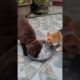 Cute puppies eating favourite food#cute #cuteanimal #cutepet