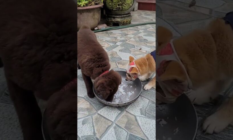 Cute puppies eating favourite food#cute #cuteanimal #cutepet