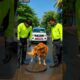 Cute puppies falls into a manhole save by rescue team! #humanity #dog #animals
