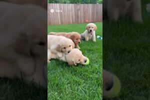Cute puppies playing. #puppy #dog #trending #viral