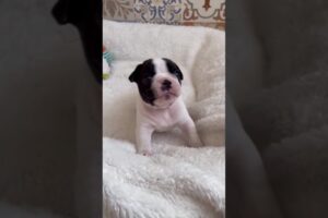 Cute puppies #shorts #viralvideo #dog