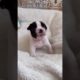 Cute puppies #shorts #viralvideo #dog
