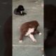 Cute puppies ||  trending song k sath 😁||  #shorts  #ytshort  #rinkujha