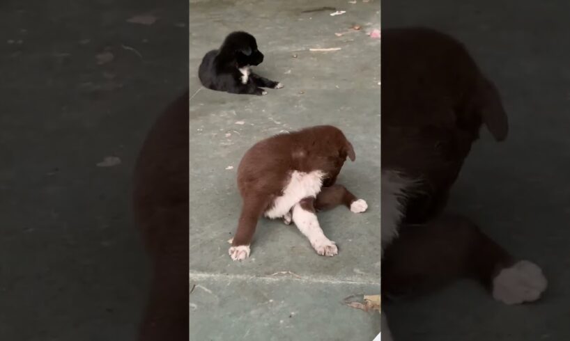 Cute puppies || trending song k sath 😁|| #shorts #ytshort #rinkujha