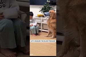 Cute puppies🐶🥰#uk #usashorts #animallovers #funny #wildliferescue #dogs #animals #song