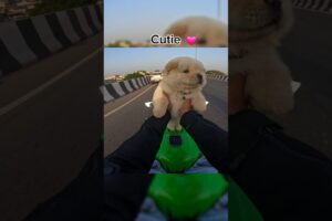 Cute puppy ride zx10r ♥️ #shorts #zx10r #rider #puppy #shortvideo #trending #kawasaki10r #bikelover