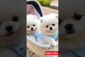 Cute teacup toy puppy 😍 #cute #baby #toys #cutebaby #barkingbliss #babyanimals #dog #pets #babydogs