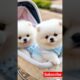 Cute teacup toy puppy 😍 #cute #baby #toys #cutebaby #barkingbliss #babyanimals #dog #pets #babydogs