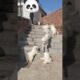 Cutest Family Ever! Mom and Puppies Playtime 🐾🐶 #cute #funnydogs #puppies #usa #usadogs #usashorts