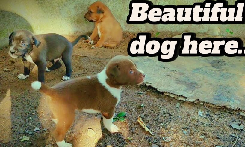 Cutest Puppies Ever! 🐶 Adorable Little Doggos Playing Around