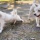 Cutest Puppies Ever! 🐶 Guaranteed to Make You Smile