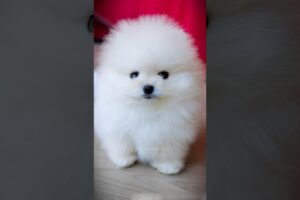Cutest Puppies Ever 🐶💕 | Pretty Little Baby Song Will Melt Your Heart!