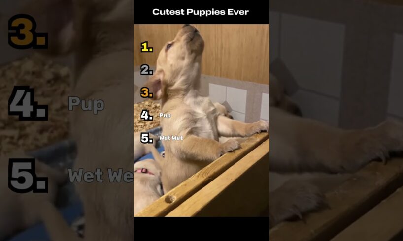 Cutest Puppies Ever #xyzbca #dogs #cuteanimals #tiktok #funny #funnypet #cute #halloween #fypシ #pup