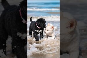 Cutest Puppies Playing On The Beach #puppy #cute #cutedog #dog #shorts