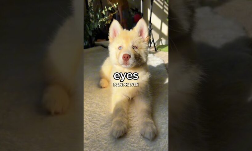 Cutest Puppies You’ll See Today 😍🐾