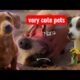 Cutest Puppies and Kittens 2025 🐶🐱 | Funny Pets Video Compilation”.