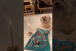 Cutest Puppy Celebration Ever 🐶❤️#dogshorts #dog #dogs #doglife #dogvideos
