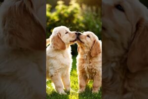 Cutest Puppy Couple Ever! 🐶💞 Golden Retriever Love | 8 Sec Pure Happiness #Shorts