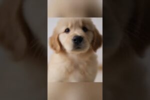 Cutest Puppy Ever! 🐶 You Can’t Watch Without Smiling