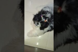 Cutest Puppy ❤️ #shihtzu #shihtzupuppy #song #pets #shorts #ytshorts #keeku #cute #love #trending
