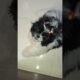 Cutest Puppy ❤️ #shihtzu #shihtzupuppy #song #pets #shorts #ytshorts #keeku #cute #love #trending