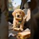 “Cutest Road Trip Ever: Golden Retriever Puppies Take the Wheel, Are We There Yet!"