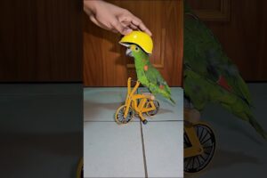 Cycling parrot #birds #cycling #cyclist #bike #bicycle #bikelife #parrot #parrots #pets #animals