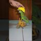 Cycling parrot #birds #cycling #cyclist #bike #bicycle #bikelife #parrot #parrots #pets #animals