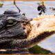 DEADLIEST Crocodiles Fail While Hunting and What Happened Next? Animal Fights