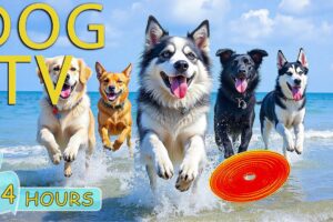 DOG TV: Videos Entertain Fun All Day for Dogs When Home Alone - Best Anti-Anxiety Music for Dogs