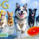 DOG TV: Videos Entertain Fun All Day for Dogs When Home Alone - Best Anti-Anxiety Music for Dogs