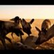 Dashcam Footage: Night Deer Encounter on Remote Forest Road
