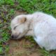 Day 40 After Mother Stopped Breasfeeding  Cutest Puppies Adventure In The Yard | July James